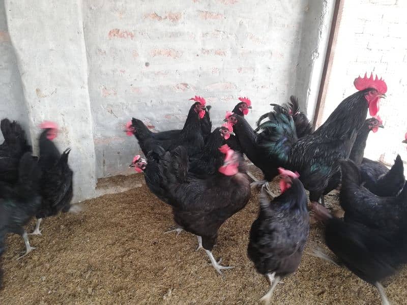 Asterloop hen for sale |asterlooop morghiya 5