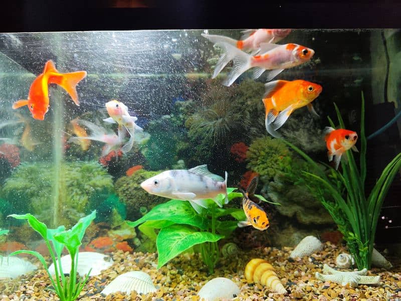 Aquarium with 10 different types of Fishes for sale 2