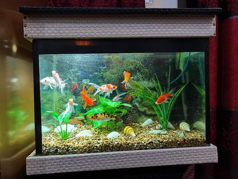 Aquarium with 10 different types of Fishes for sale 3