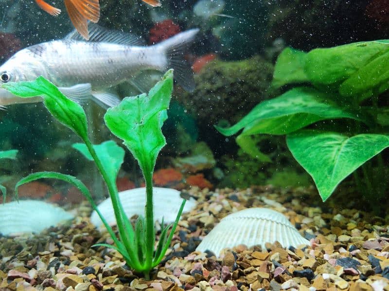 Aquarium with 10 different types of Fishes for sale 4