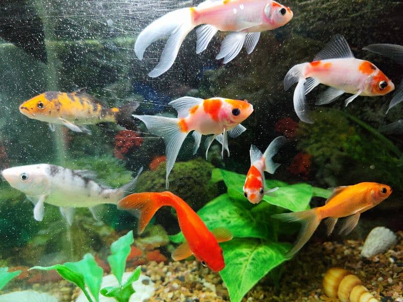 Aquarium with 10 different types of Fishes for sale 5