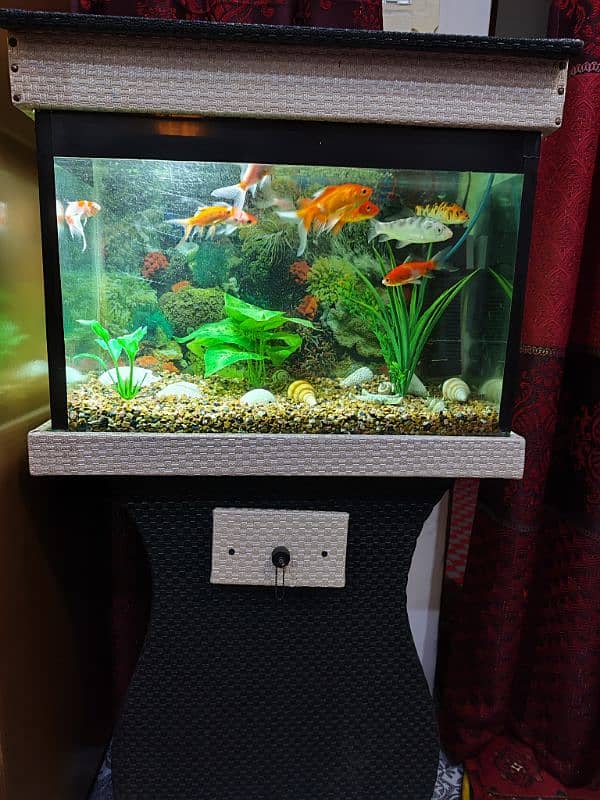 Aquarium with 10 different types of Fishes for sale 6