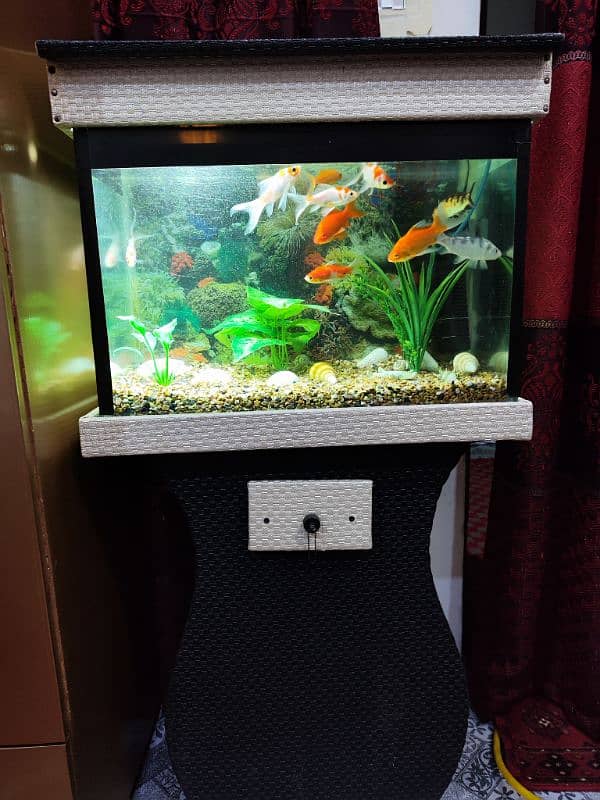 Aquarium with 10 different types of Fishes for sale 7