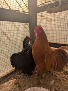 bantam pair with 4 chicks