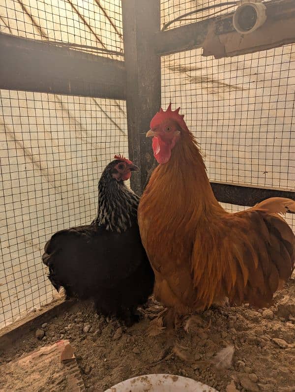 bantam pair with 4 chicks 0