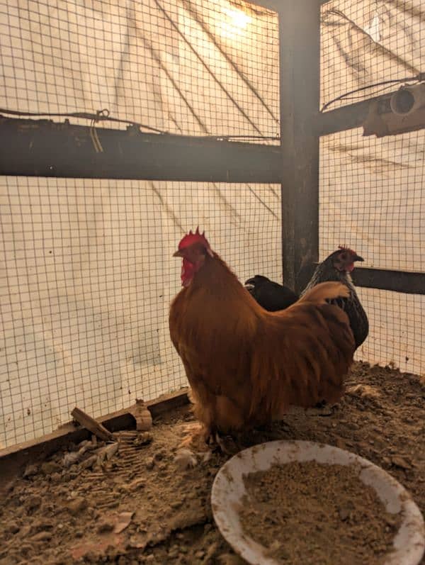 bantam pair with 4 chicks 1