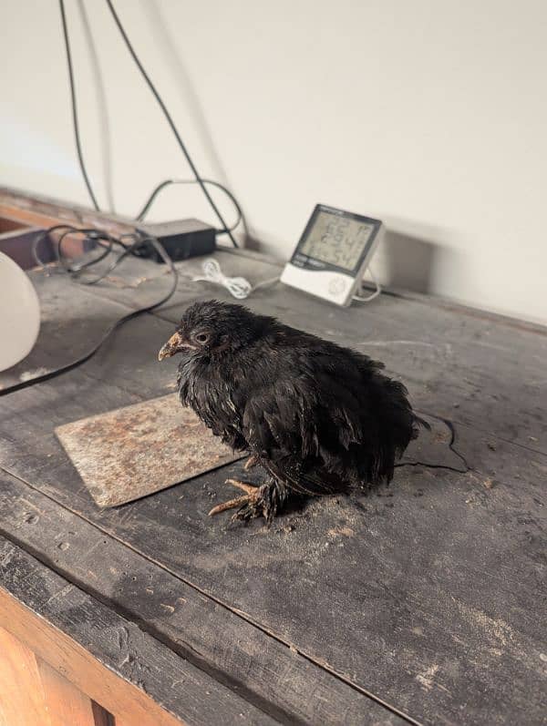 bantam pair with 4 chicks 2