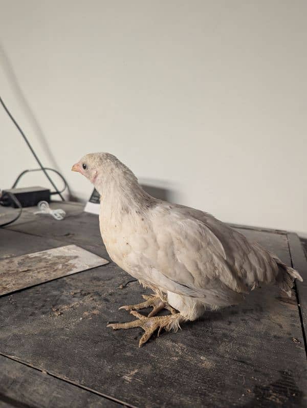 bantam pair with 4 chicks 3