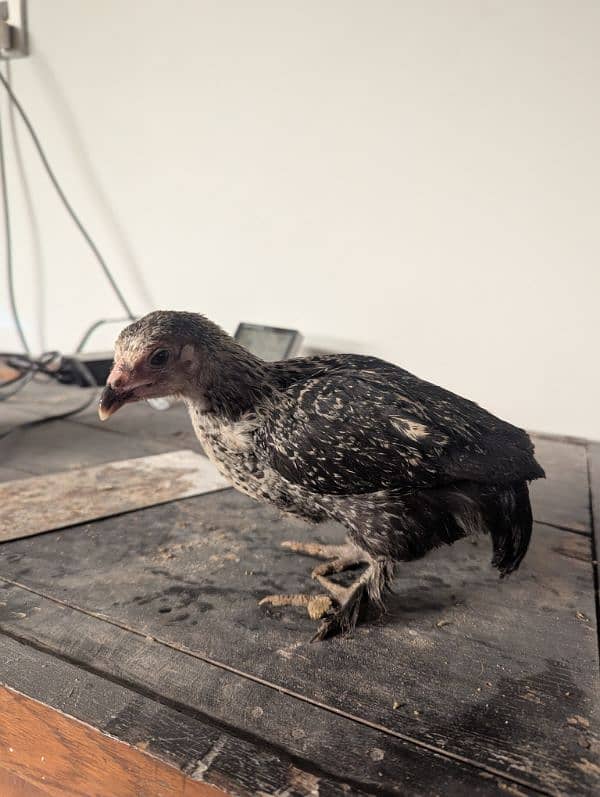 bantam pair with 4 chicks 4