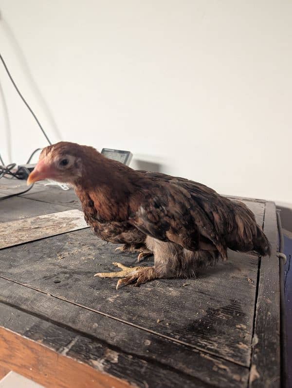 bantam pair with 4 chicks 5