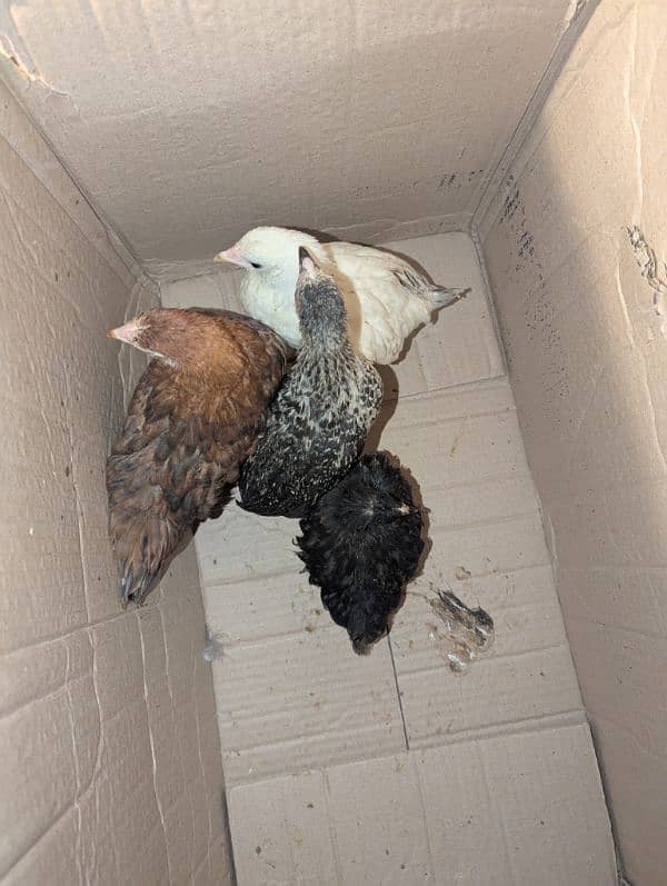 bantam pair with 4 chicks 6