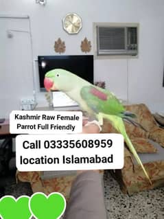 Proper Hand Tamed Full Friendly Kashmiri Raw Female Parrot Jumbo Size