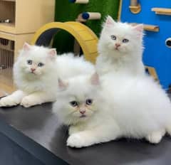 Persian cats available My WhatsApp 03015880301