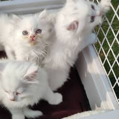 Persian cats My WhatsApp 03015880301