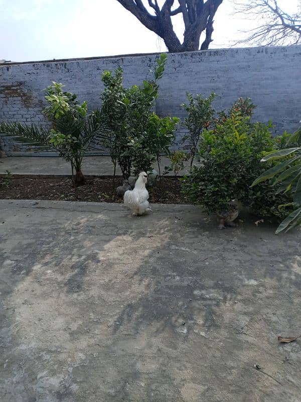 I have white&grey silky hens , price 8000 pair 0