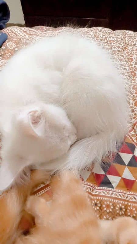 Persian male kitten 2