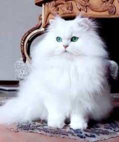 Persian cats My WhatsApp 03015880301