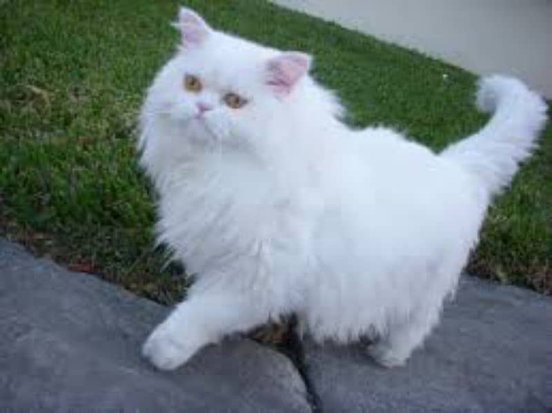 Persian cats My WhatsApp 03015880301 0