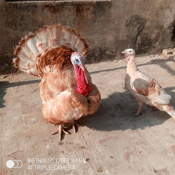 Golden Turkey Breeder pair for sale 0