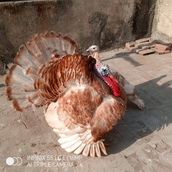 Golden Turkey Breeder pair for sale 1