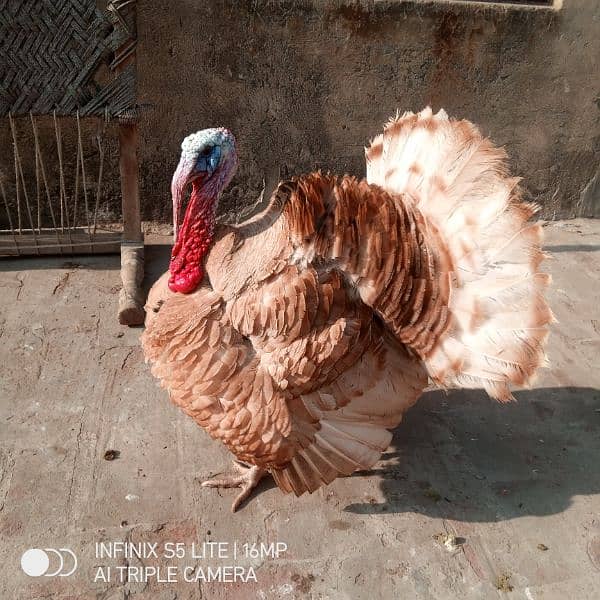 Golden Turkey Breeder pair for sale 5