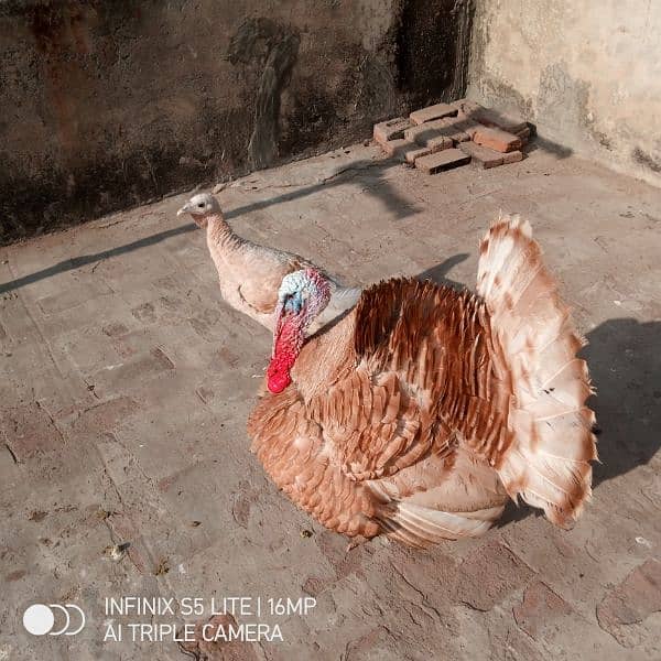 Golden Turkey Breeder pair for sale 6