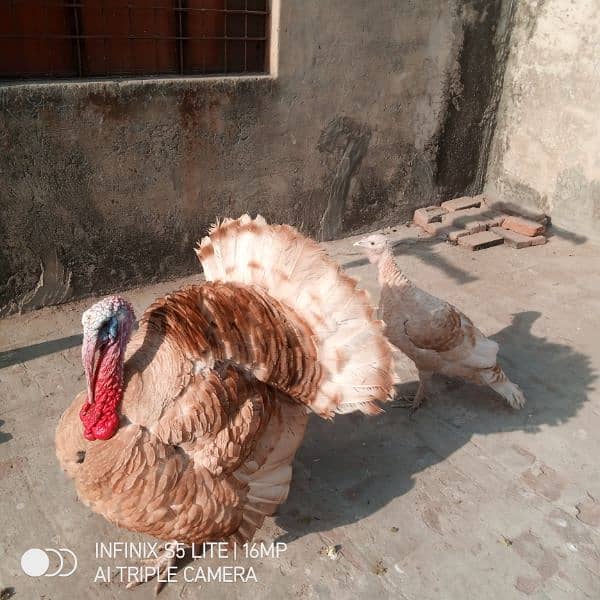 Golden Turkey Breeder pair for sale 7