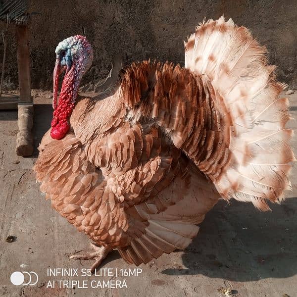 Golden Turkey Breeder pair for sale 8