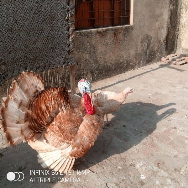 Golden Turkey Breeder pair for sale 9