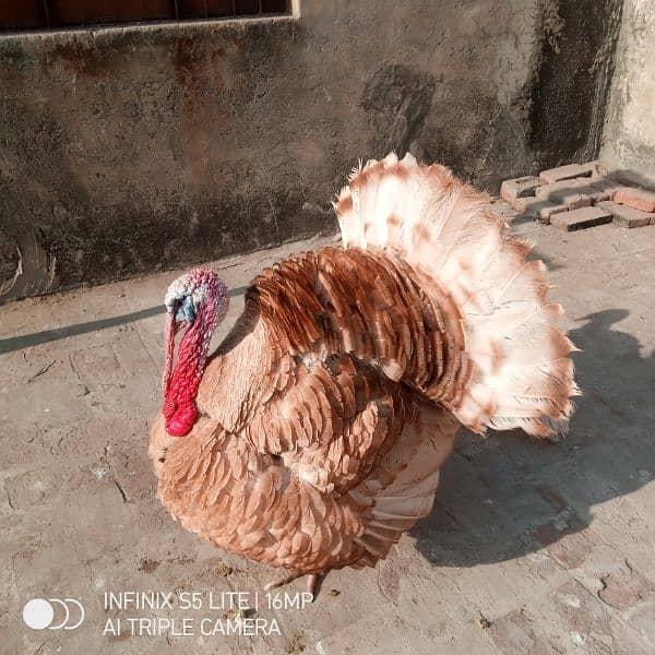 Golden Turkey Breeder pair for sale 10