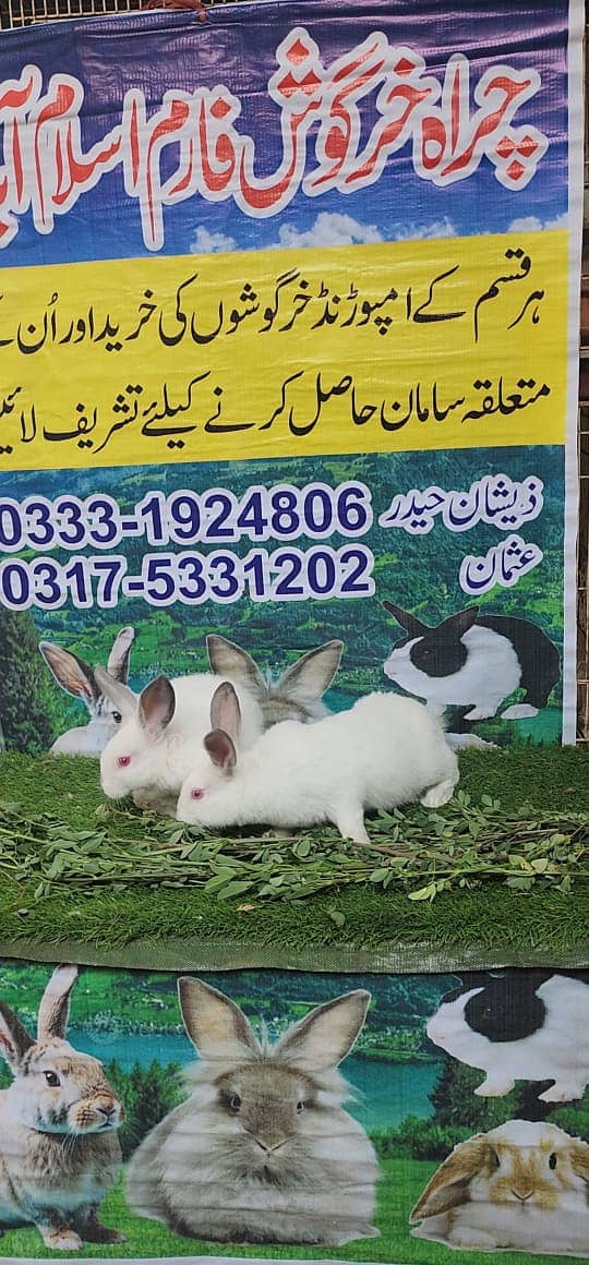 Rabbit for sale / red eyes rabbit / rabbit pair for sale 15