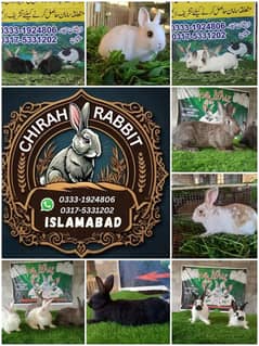 Rabbit/ rabbit for sale / hotot rabbit / khargosh / holland hops