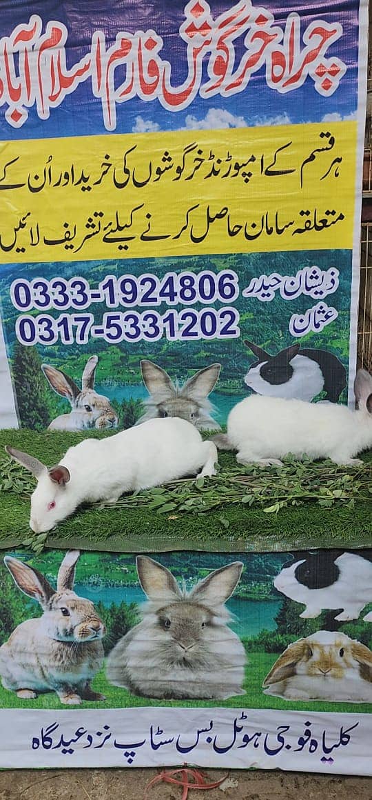 Rabbit/ rabbit for sale / flemish mirabbit / khargosh 8