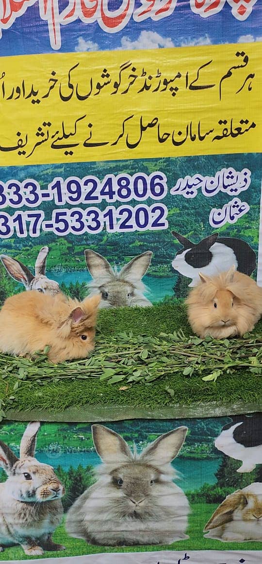 Rabbit/ rabbit for sale / flemish mirabbit / khargosh 9