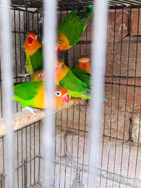 lovebirds cocktail fishers breeder pair available for sale 1