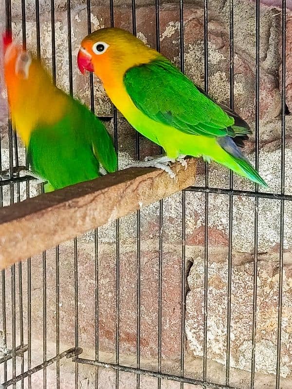 lovebirds cocktail fishers breeder pair available for sale 2