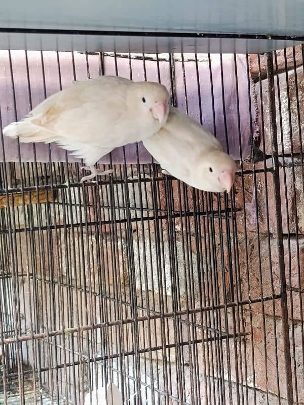 lovebirds cocktail fishers breeder pair available for sale 4