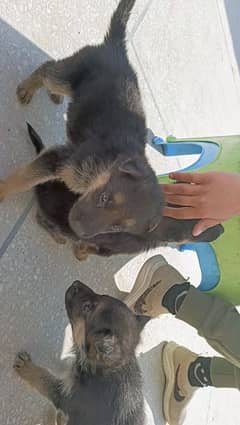 king shepherd male puppies