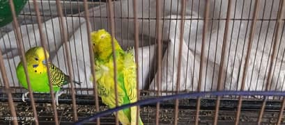 Breeder Budgie pair Red eyes budgies Hogoromo budgies