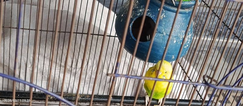 Breeder Budgie pair Red eyes budgies Hogoromo budgies 5