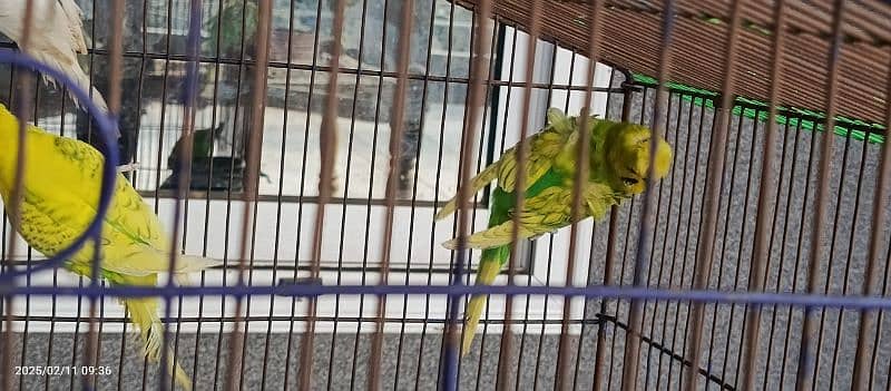 Breeder Budgie pair Red eyes budgies Hogoromo budgies 11