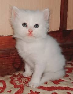 pure white triple coated male persian kitten