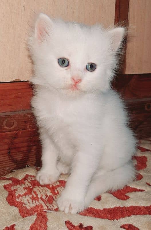 pure white triple coated male persian kitten 1