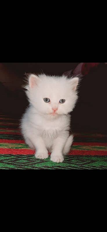 pure white triple coated male persian kitten 2