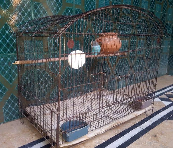 Budgie Breeder Pair with Cage & Dolli 0