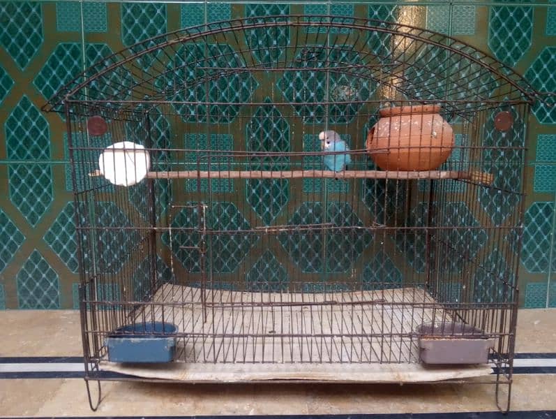 Budgie Breeder Pair with Cage & Dolli 1