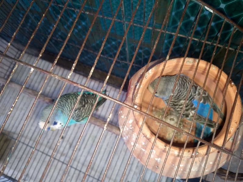 Budgie Breeder Pair with Cage & Dolli 2