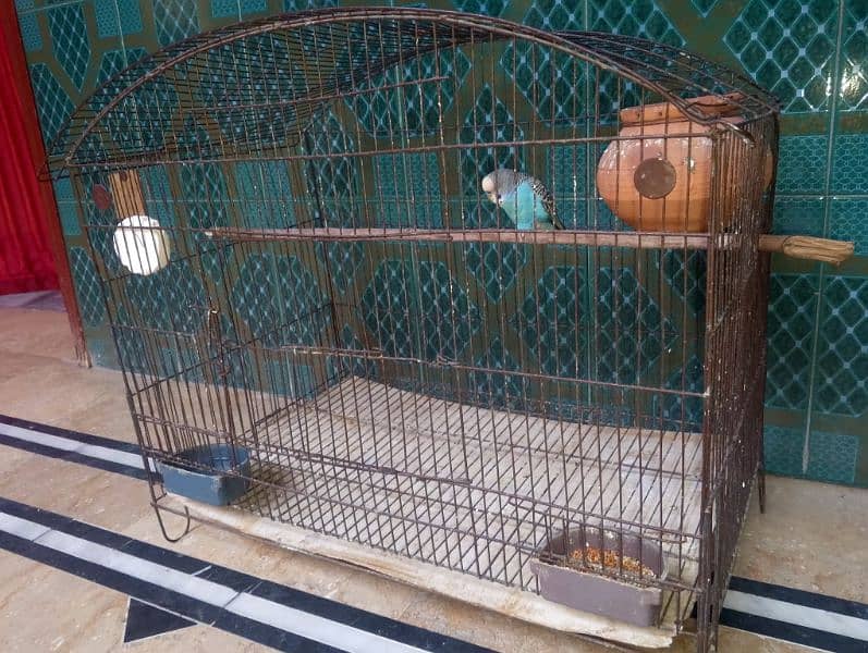 Budgie Breeder Pair with Cage & Dolli 3