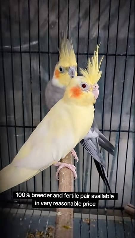 Cocktail confirm breeder pair read ad 0