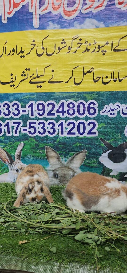 Rabbit/ rabbit for sale / angoora rabbit / khargosh 8